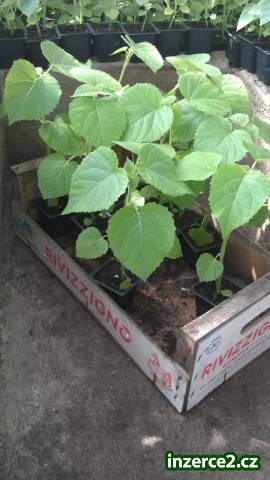 Paulownia Kirl_2 386189_2.jpg