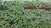 Paulownia Kirl 386189_t.jpg