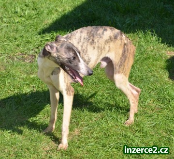 vipet , whippet_1 387587_1.jpg