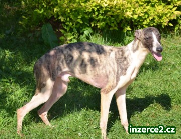 vipet , whippet_2 387587_2.jpg