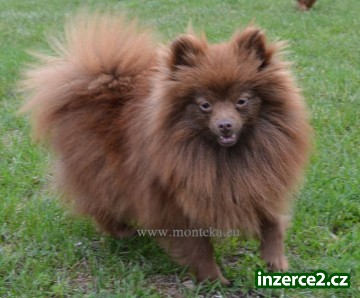 německý špic trpasličí_1 387615_1.jpg