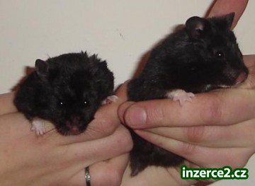 daruji 2 černá miminka křečka syrského_1 38777_1.jpg