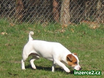 Jack Rusell terier - krytí_1 38806_1.jpg
