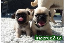 Mops štěňata na prodej 12 týdnů_1 389231_1.jpg