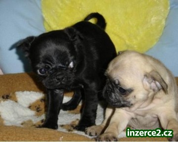 Mops štěňata na prodej 12 týdnů_2 389231_2.jpg