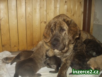 ŠPANĚLSKÝ MASTIN- BEREME ZÁZNAM NA JARO/09- ŠTĚNÁTKA BEZ PP_1 38997_1.jpg