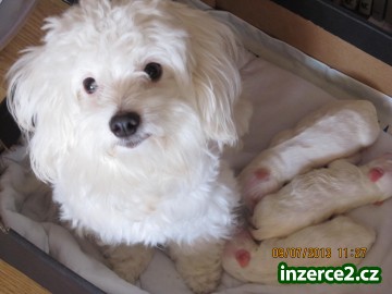 Prodej feneček a pejska Coton de Tulear vhodné i pro alergiky_1 390051_1.jpg