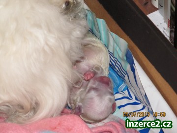 Prodej feneček a pejska Coton de Tulear vhodné i pro alergiky_2 390051_2.jpg