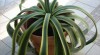 Darujeme kaktus agave 391249_t.jpg