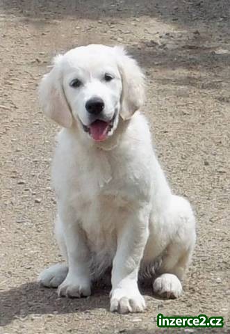 Zlatý retrívr (Golden retriever) s PP - fenka_1 391564_1.jpg