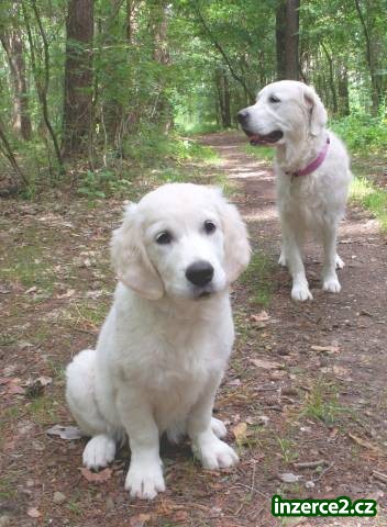 Zlatý retrívr (Golden retriever) s PP - fenka_2 391564_2.jpg