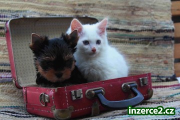 Ragdoll s PP_1 391908_1.jpg