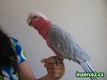 Kakadu růžový_2 392379_2.jpg