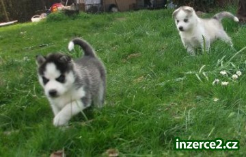 Sibiřský husky štěňata_1 392680_1.jpg
