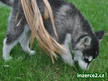 Sibiřský husky štěňata_2 392680_2.jpg