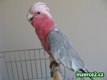Kakadu růžový_1 395520_1.jpg