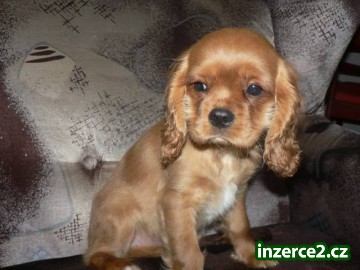 Kavalír King Charles spaniel BT+RU Brno_2 396120_2.jpg