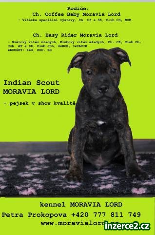 Staffordshire Bull Terrier s PP - pejsek k odběru_1 398157_1.jpg
