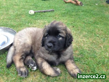 Štěňata-Leonberger s PP_1 398262_1.jpg