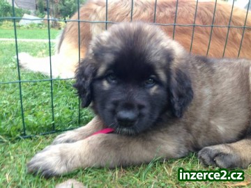 Štěňata-Leonberger s PP_2 398262_2.jpg