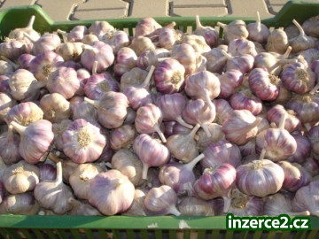 Česnek_1 398475_1.jpg