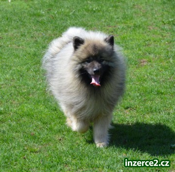 keeshond - vlčí špic_1 398570_1.jpg