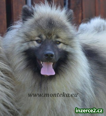 keeshond - vlčí špic_2 398570_2.jpg