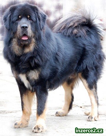 Tibetská doga_1 40004_1.jpg