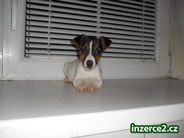 jack russel terier_1 40018_1.jpg