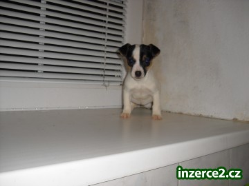 jack russel terier_2 40018_2.jpg