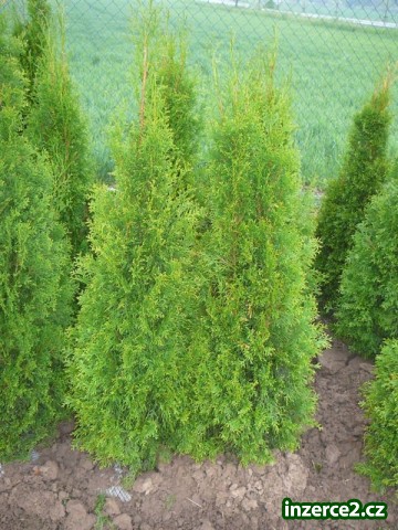 Thuja Smaragd_1 400310_1.jpg