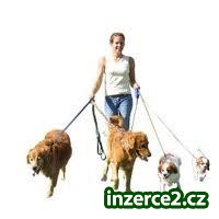Agentura Berinka- hlídání/venčení Vašich mazlíčků_1 402114_1.jpg