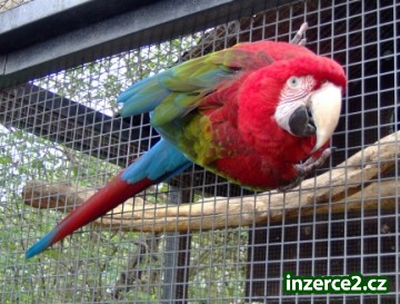 Dva macaws Potřebujete návrat zvířat do domácnosti_2 402501_2.jpg