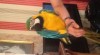 Dva macaws Potřebujete návrat zvířat do domácnosti 402501_t.jpg