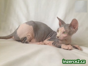 Sphynx Seal Point Blue Eyed Muž Ready listopadu_2 402507_2.jpg