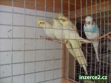 Letošní andulky_2 402789_2.jpg