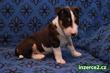 Miniaturní bullterier s PP_2 402922_2.jpg