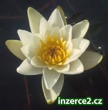 Vydělávám bez obav doma-celá ČR_1 403802_1.jpg