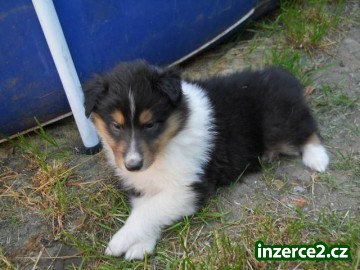 Kolie dlouhosrstá_2 404144_2.jpg
