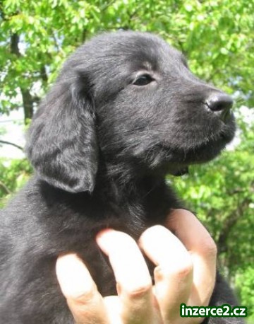 Prodám štěňátka Flat Coated Retrieverů_1 404538_1.jpg