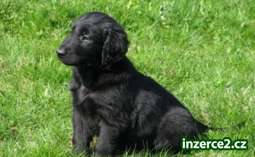 Prodám štěňátka Flat Coated Retrieverů_2 404538_2.jpg