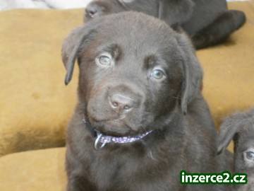 Labradorský retriever s PP- čokoládový_1 404560_1.jpg