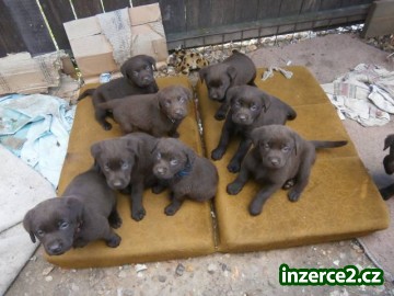 Labradorský retriever s PP- čokoládový_2 404560_2.jpg