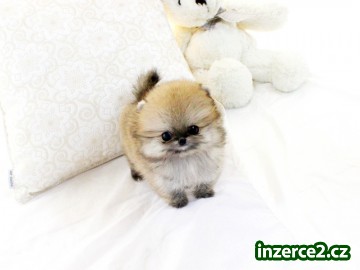 Romantické koflík na caj Muž a žena Pomeranian štenata_1 405119_1.jpg