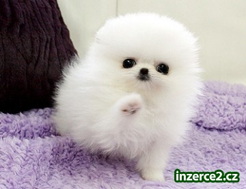Romantické koflík na caj Muž a žena Pomeranian štenata_2 405119_2.jpg