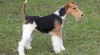 Prodam stenata Foxterier drsnosrsty 405368_t.jpg