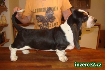 Basset Hound_1 405558_1.jpg