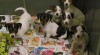 jack russell terier 406395_t.jpg