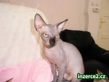 Krytí černým kocourkem Kanadský sphynx PP_1 406755_1.jpg
