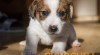 Jack Russel terier 407236_t.jpg